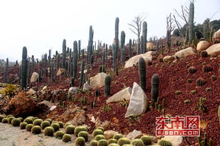 農(nóng)業(yè)遇上智慧氣象 互聯(lián)網(wǎng)助力鄉(xiāng)村振興與園藝服務升級