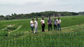 萬名農(nóng)業(yè)科技人員服務現(xiàn)代農(nóng)業(yè)，省級專家深入邵東助力農(nóng)業(yè)園藝發(fā)展