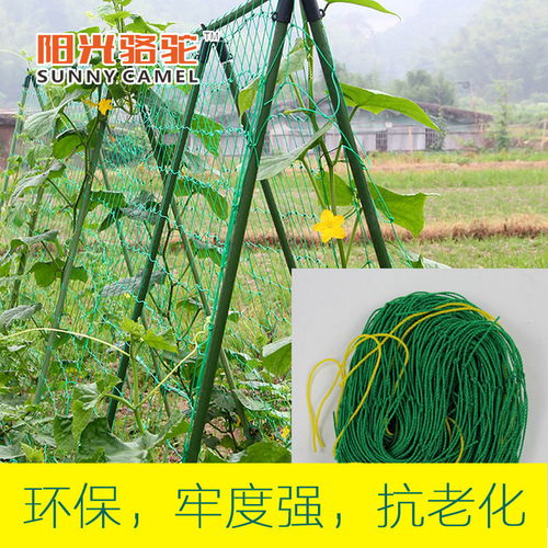 葡萄爬藤網(wǎng)與園藝支架 農(nóng)業(yè)園藝服務的專業(yè)選擇
