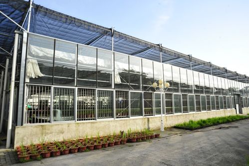 我省優異農業種質資源閃亮世界園藝博覽會，展現農業園藝服務新高度