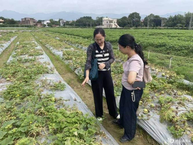 華南農(nóng)業(yè)大學(xué)科技特派員團(tuán)隊(duì)赴太平鎮(zhèn)，助力金門村香瓜“舒困”農(nóng)業(yè)園藝服務(wù)